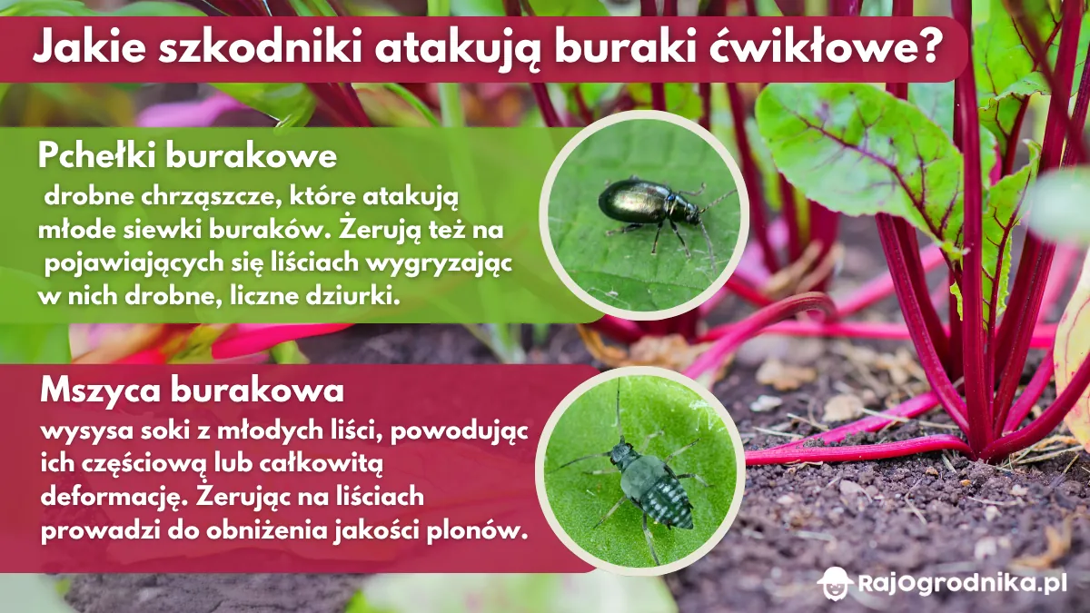 Jakie-szkodniki-atakują-buraki-ćwikłowe-blog-sklep-rajogrodnika